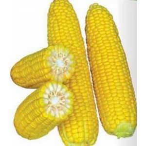 Шамо F1 - кукуруза сахарная, 2500 сем, (Lark Seeds) фото, цена